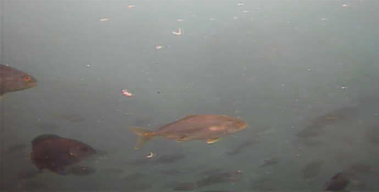 南房総 フローラルホール下の磯 釣り 水中映像