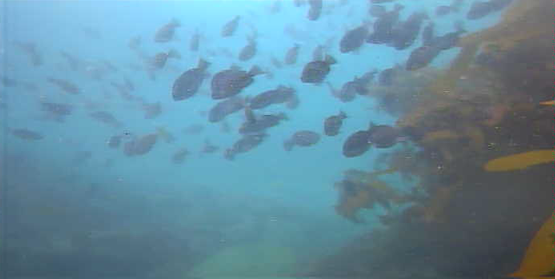 南房総 フローラルホール下の磯 釣り 水中映像