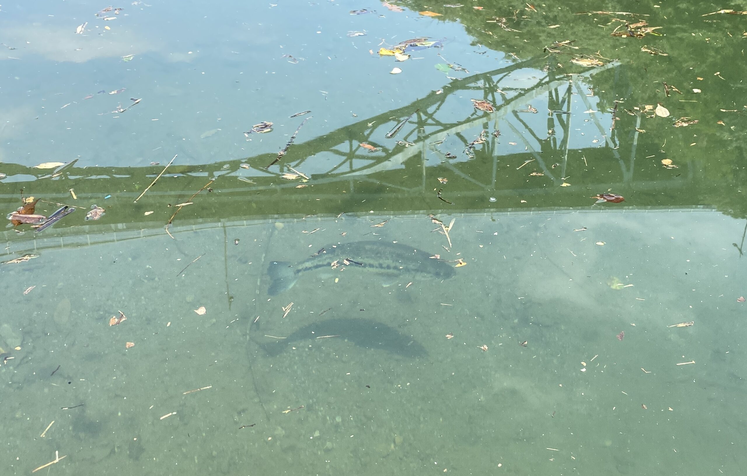 津久井湖　バス釣り　旧道志川周辺　水中映像