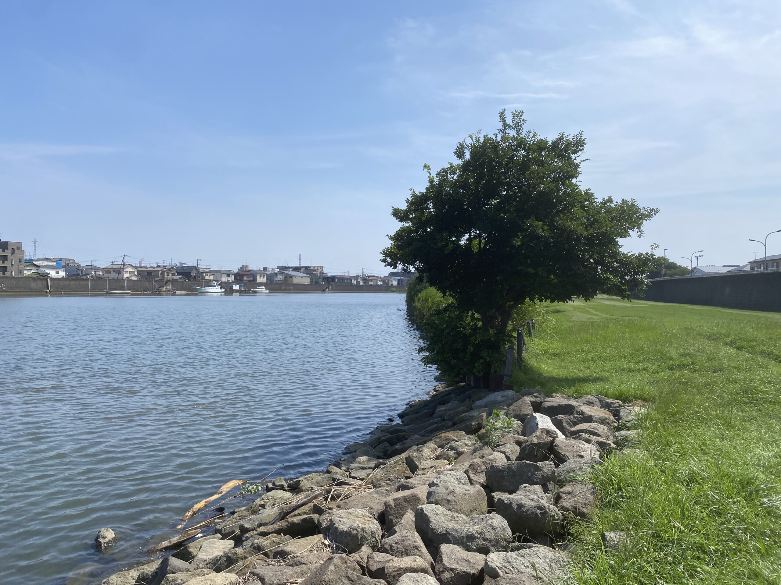 テナガエビ釣り　旧江戸川　前野公園