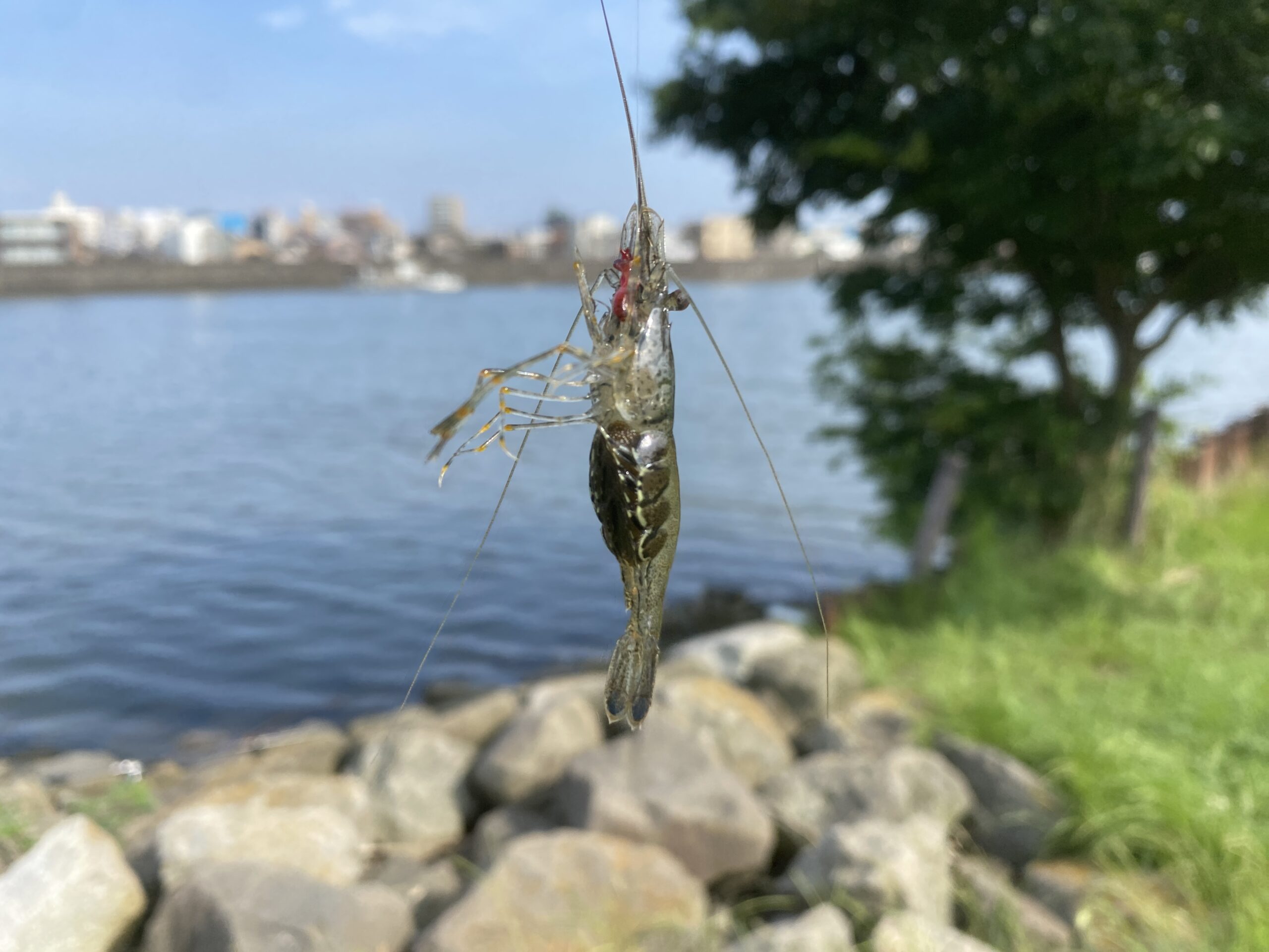 テナガエビ釣り　旧江戸川　前野公園
