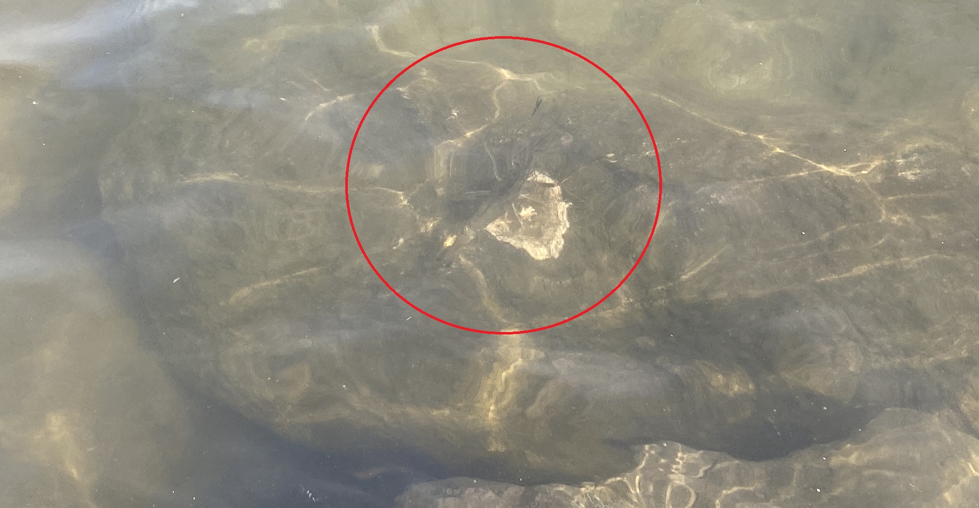 テナガエビ釣り　旧江戸川　前野公園　水中映像