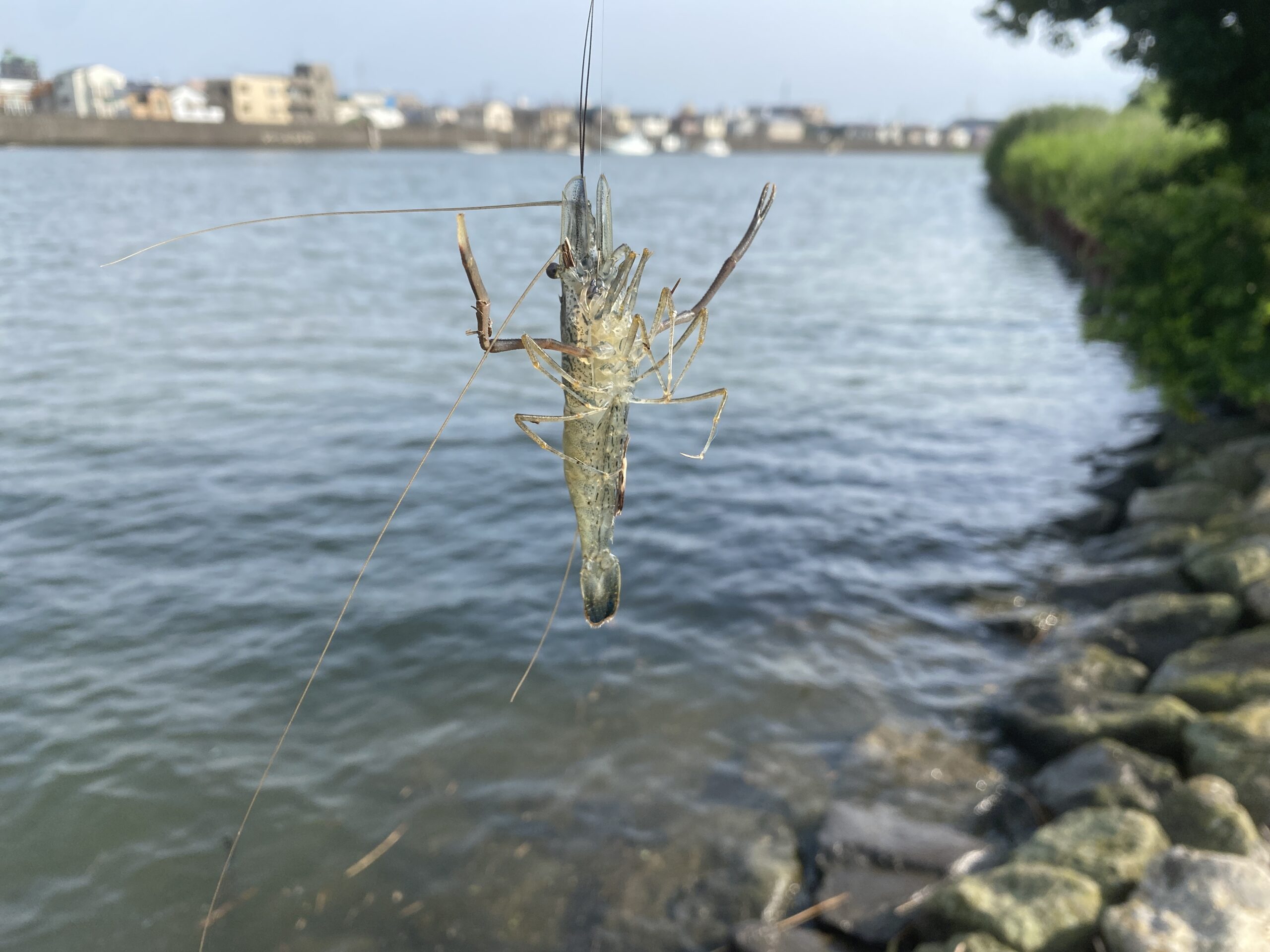 テナガエビ釣り　旧江戸川　前野公園