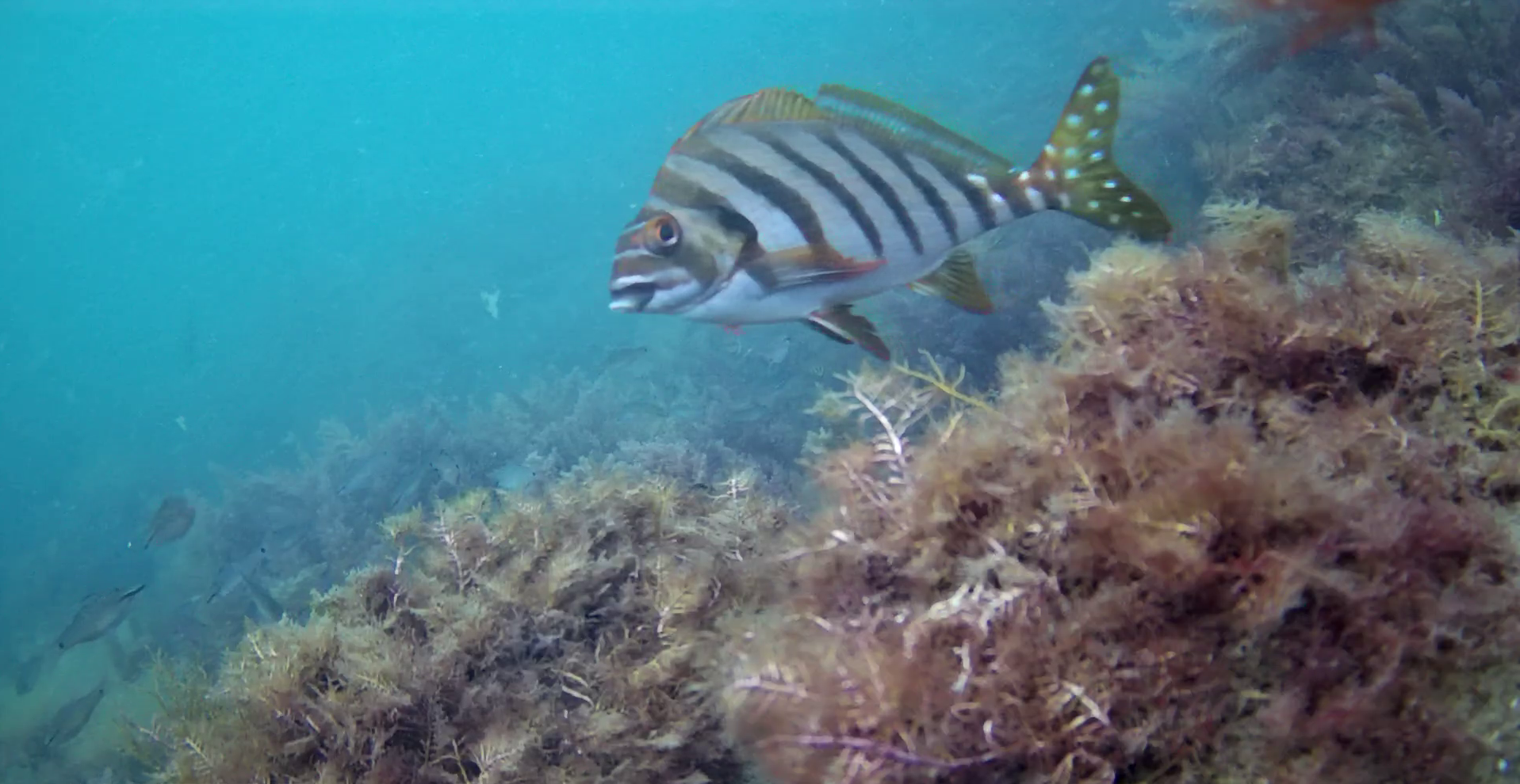 岩地漁港　釣り　水中映像