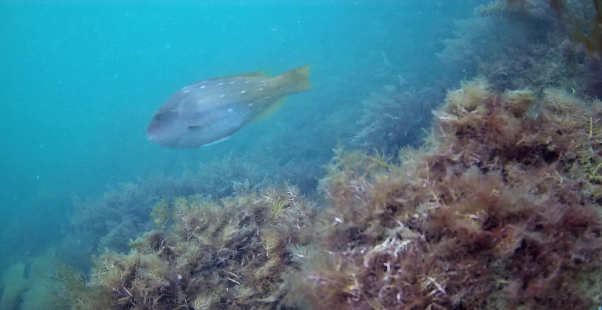岩地漁港　釣り　水中映像