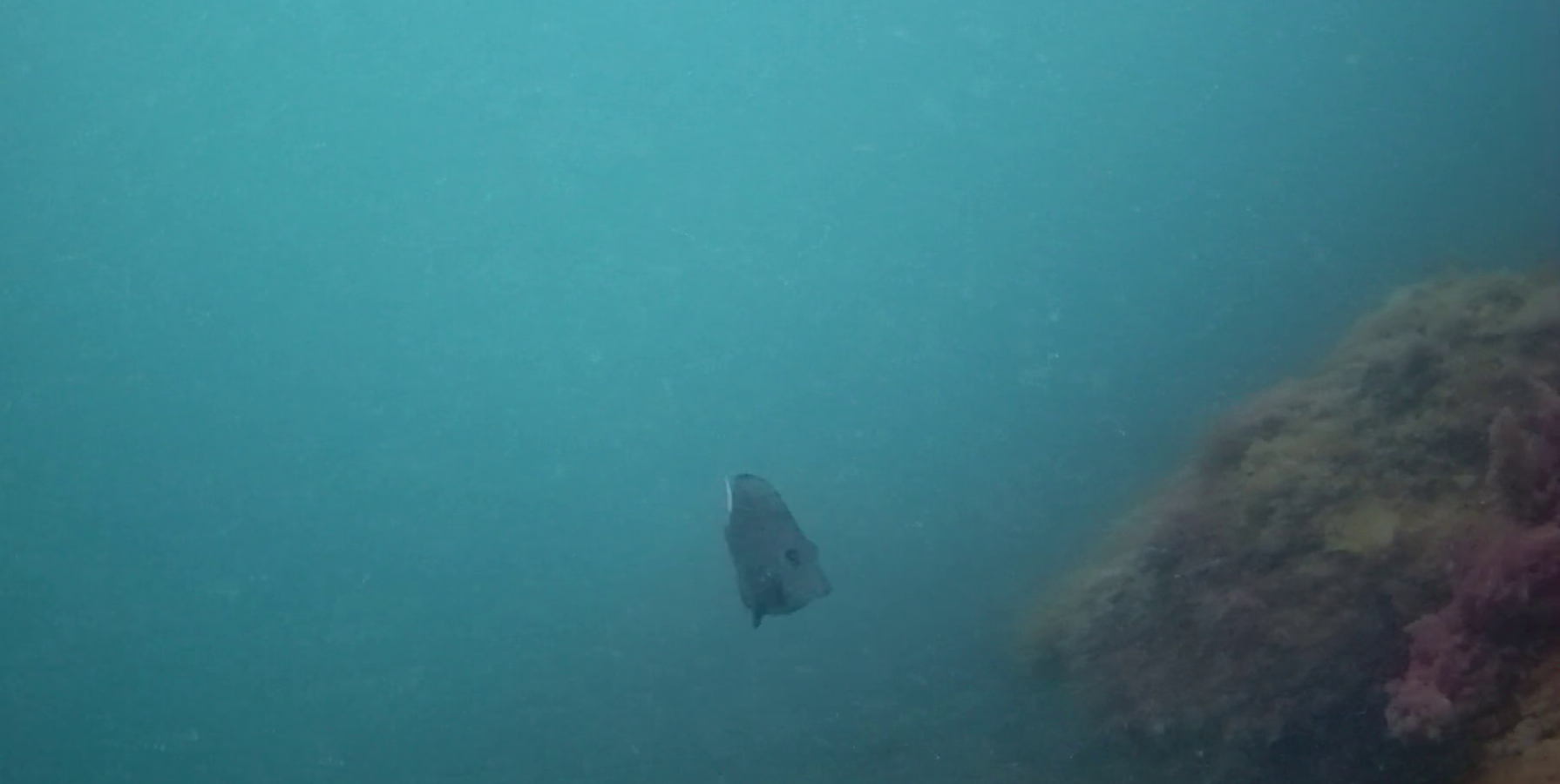 岩地漁港　釣り　水中映像