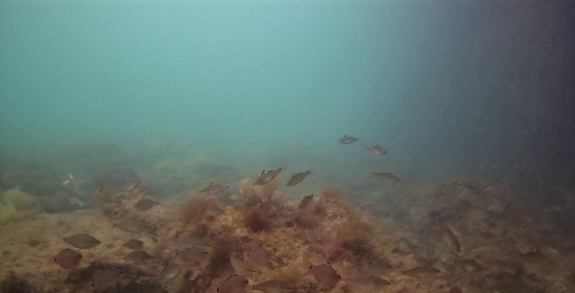 岩地漁港　釣り　水中映像