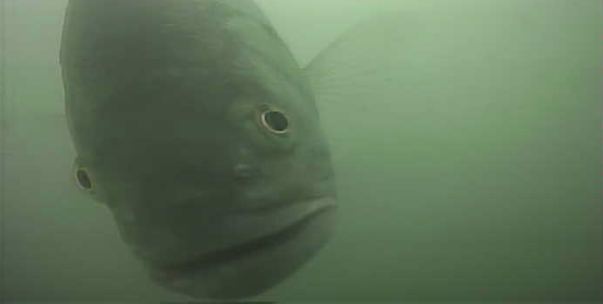 津久井湖　バス釣り　旧道志川周辺　水中映像