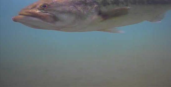 津久井湖　バス釣り　旧道志川周辺