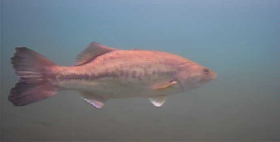 津久井湖　バス釣り　旧道志川周辺