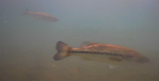 津久井湖　バス釣り　旧道志川周辺