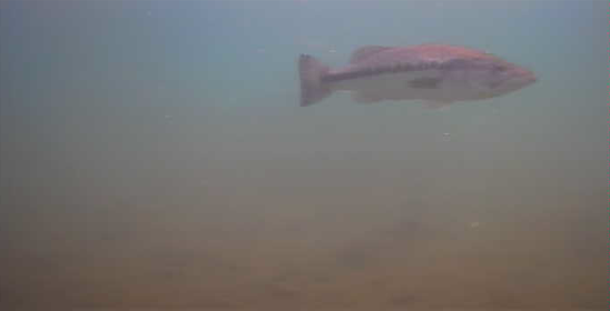 津久井湖　バス釣り　旧道志川周辺