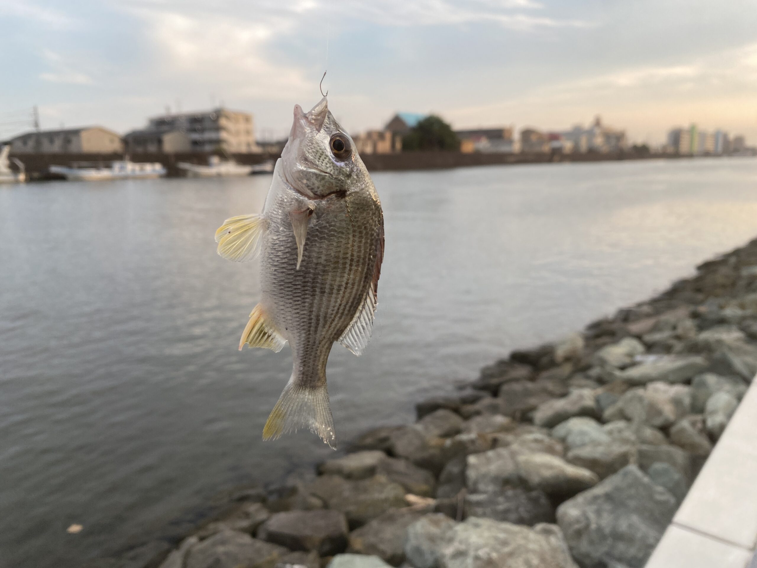 旧江戸川 釣り 東部交通公園前護岸 釣果 カイズ