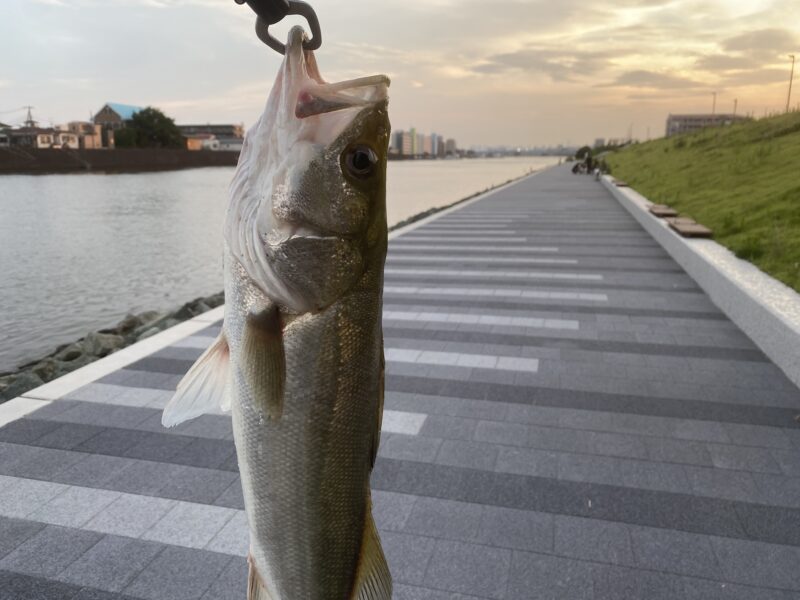 旧江戸川 釣り 東部交通公園前護岸 釣果 シーバス