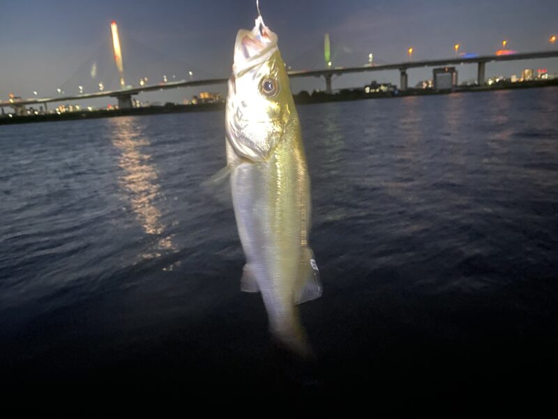 平井運動公園 釣り シーバス
