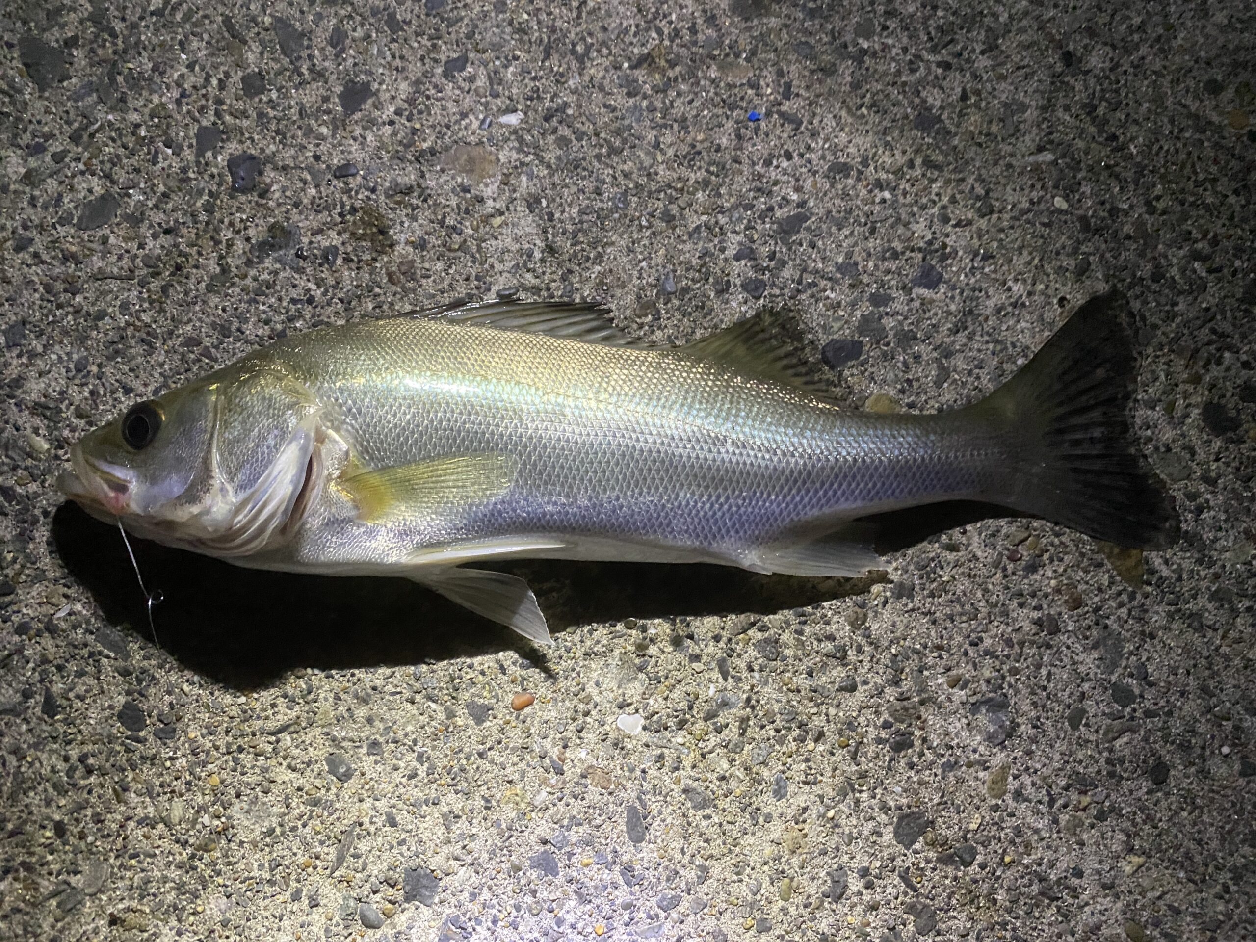 平井運動公園 釣り シーバス