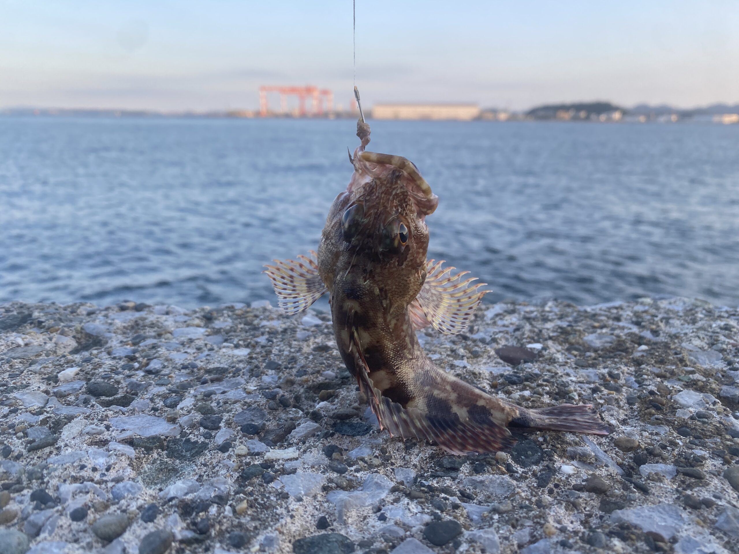 八景島対岸 ヘリポート横 釣り 釣果 カサゴ
