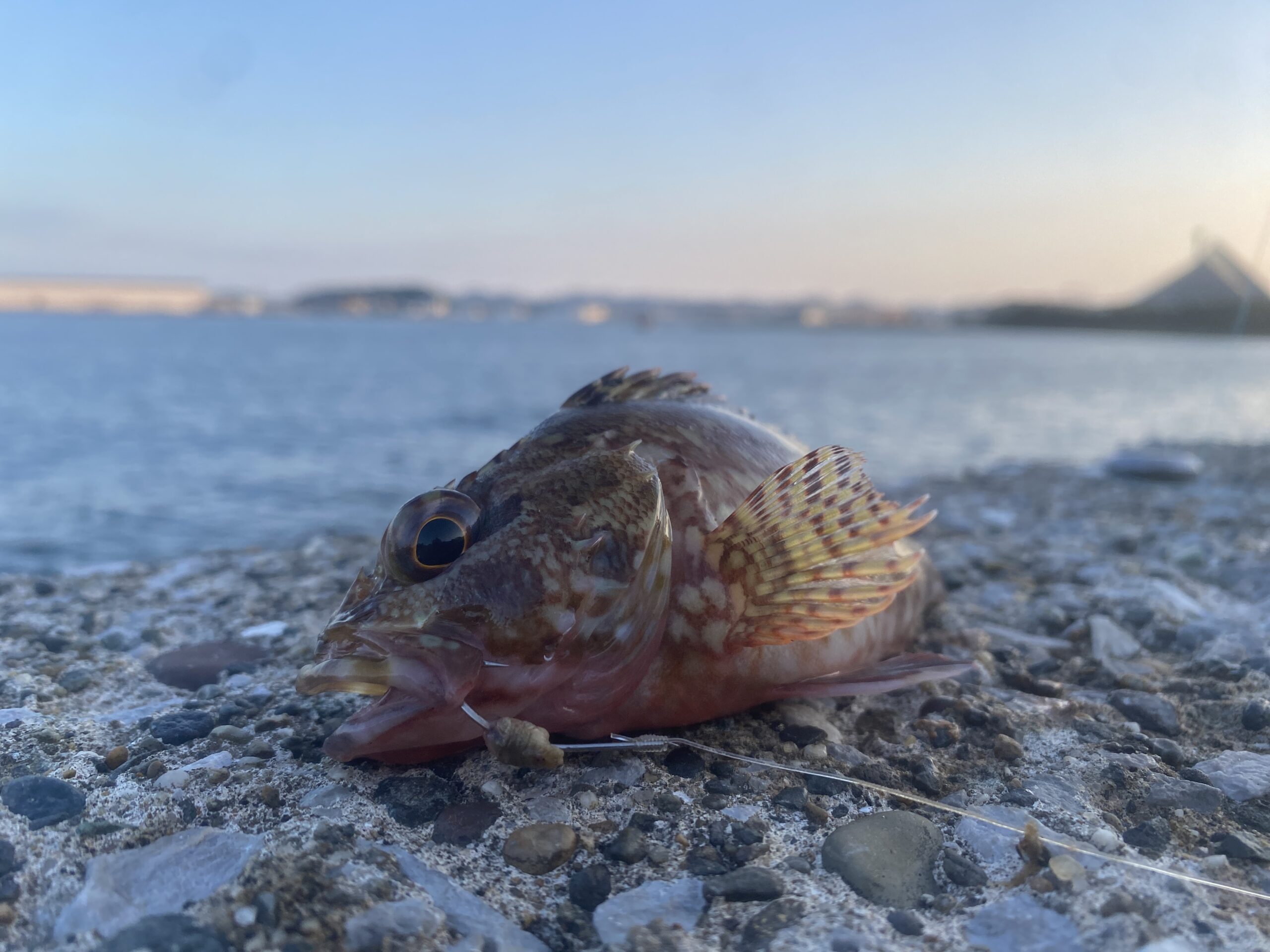 八景島対岸 ヘリポート横 釣り 釣果 カサゴ
