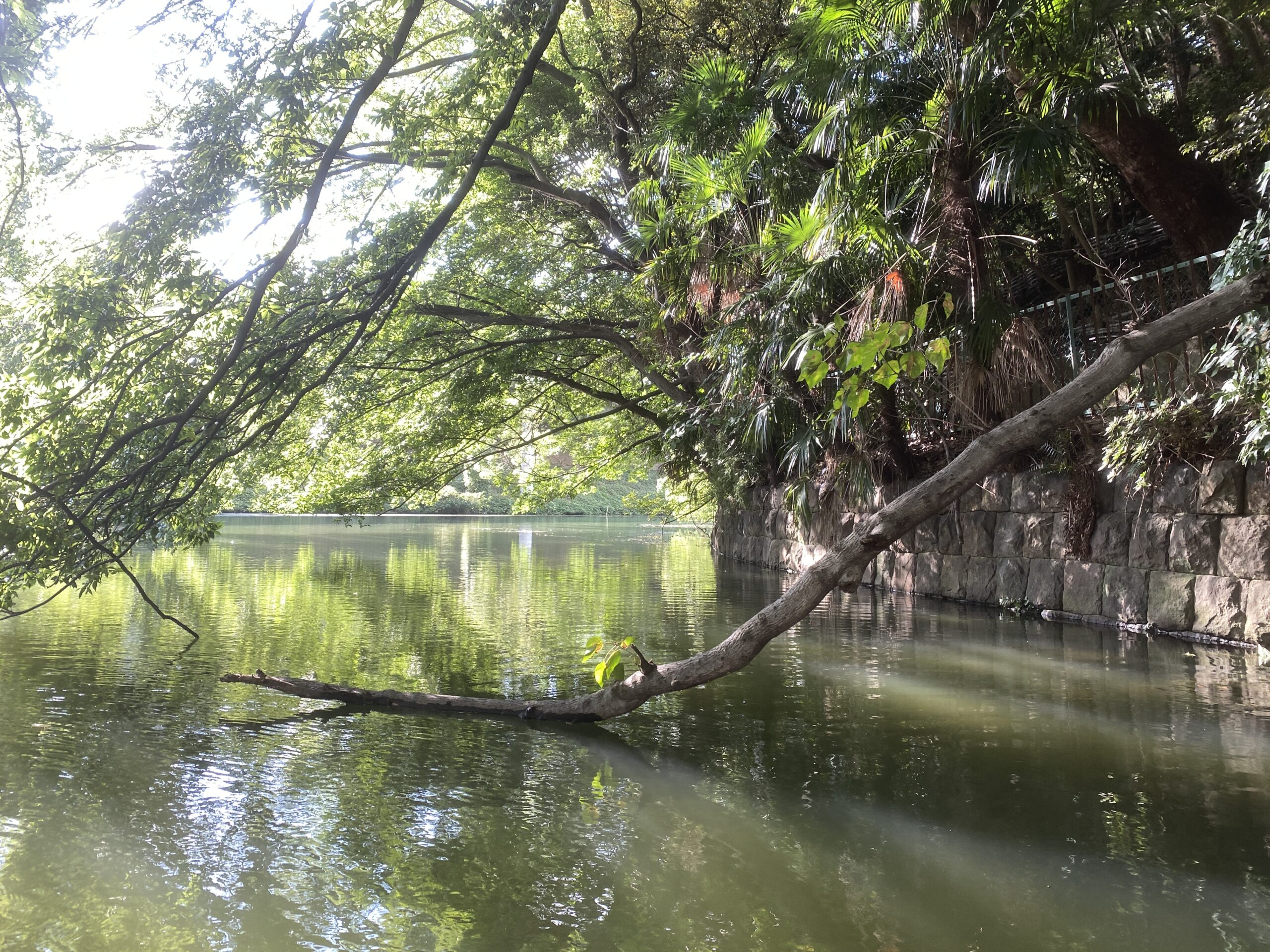バス釣り　弁天堀
