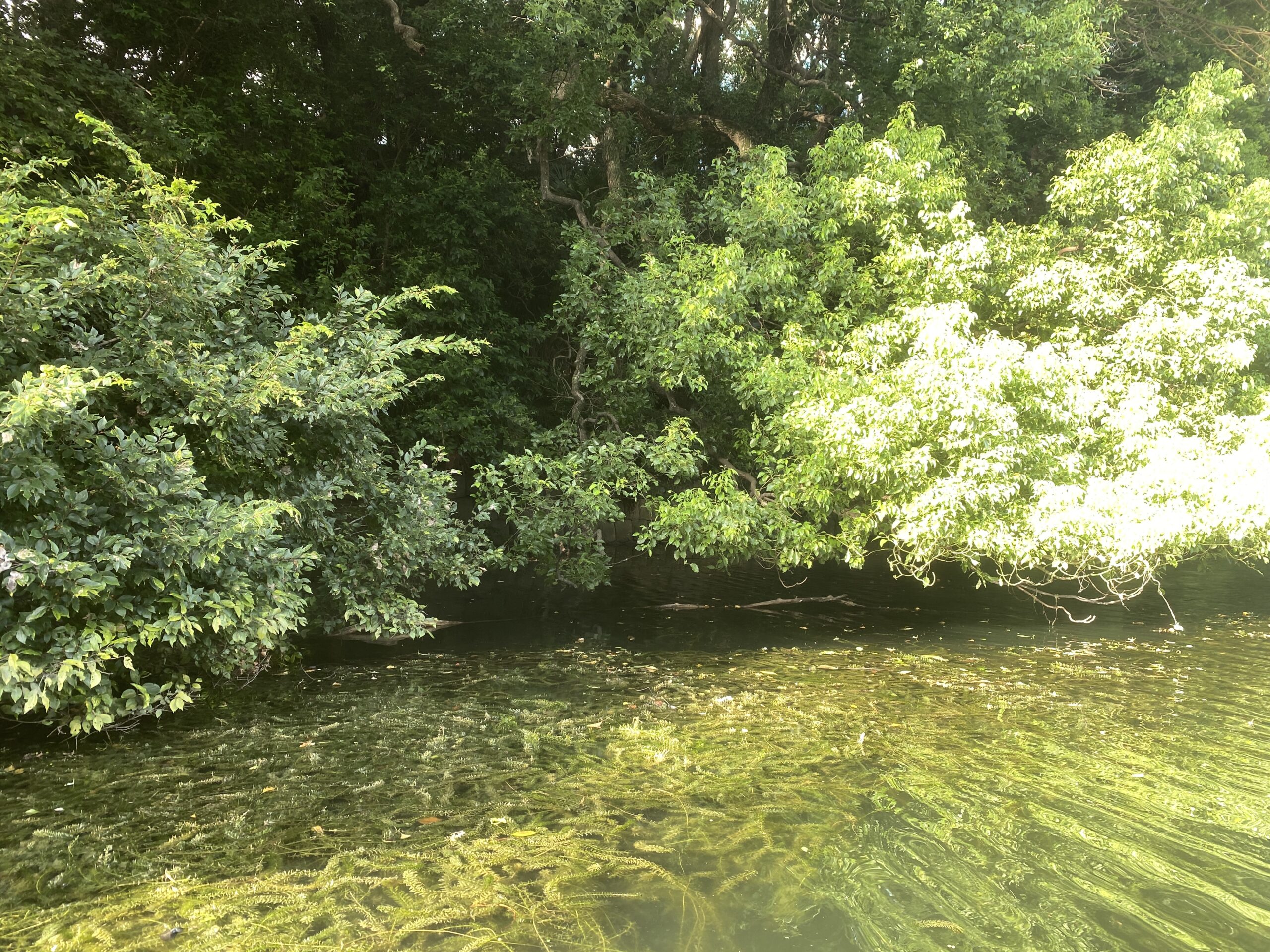 バス釣り　弁天堀