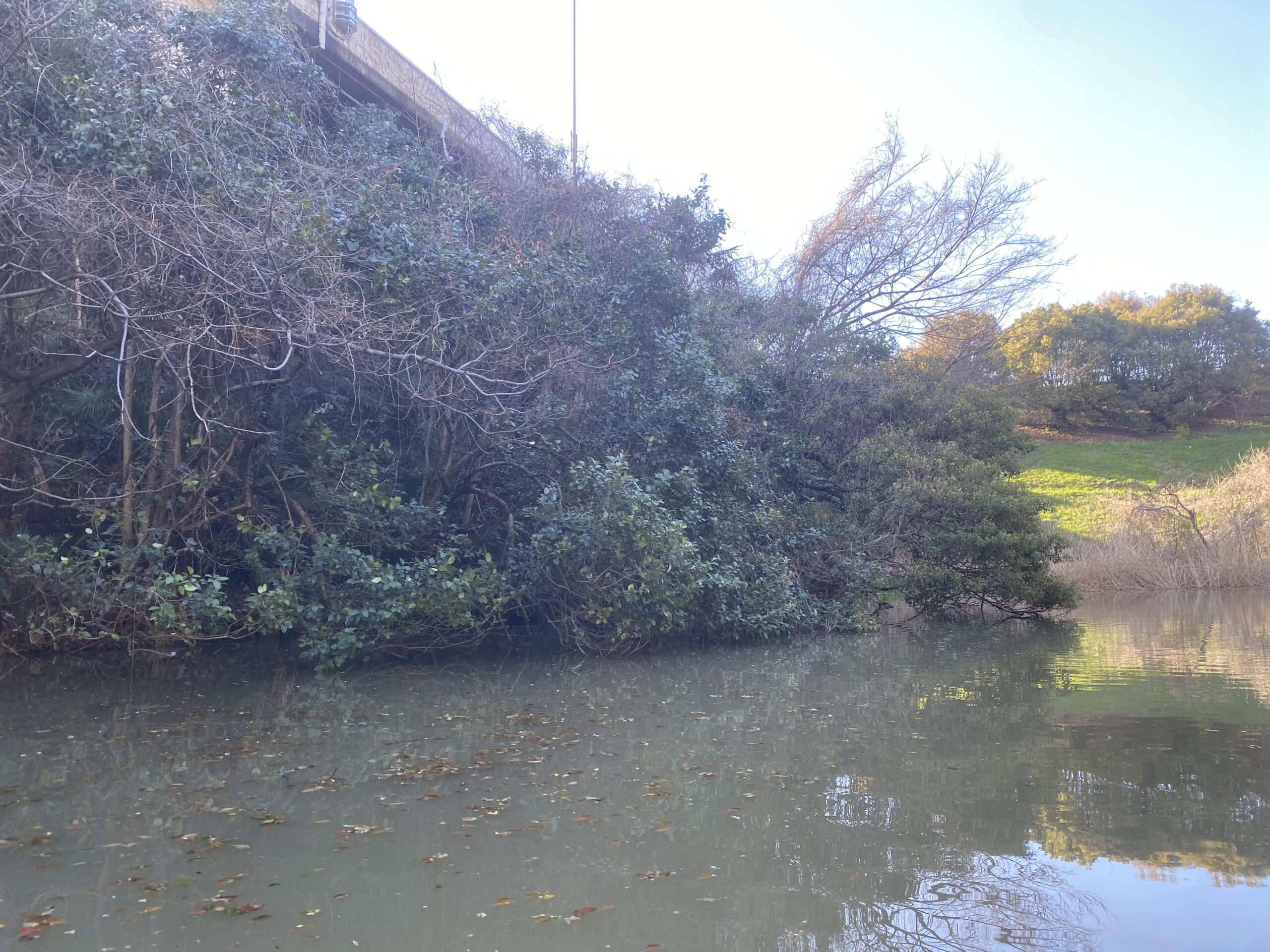 バス釣り　弁天堀