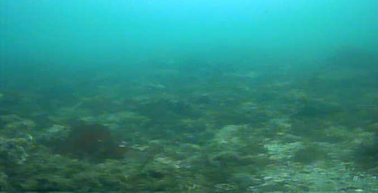 八景島対岸 ヘリポート横 釣り 水中映像