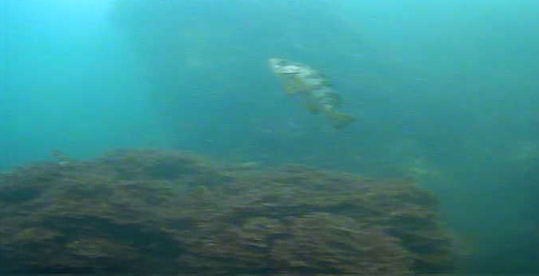 八景島対岸 ヘリポート横 釣り 水中映像