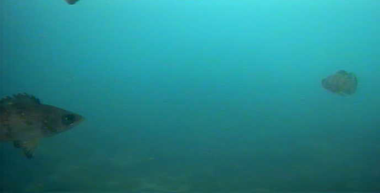 八景島対岸 ヘリポート横 釣り 水中映像