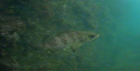 八景島対岸 ヘリポート横 釣り 水中映像