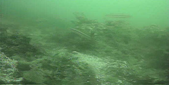 八景島対岸 ヘリポート横 釣り 水中映像