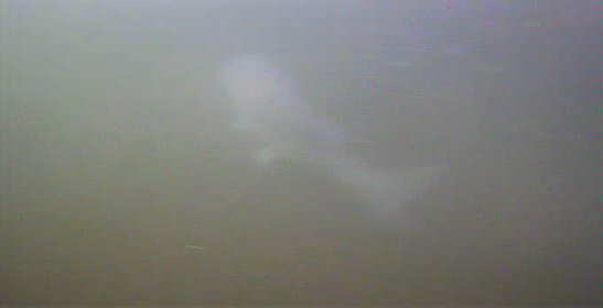 津久井湖 バス釣り 沼本エアレーション