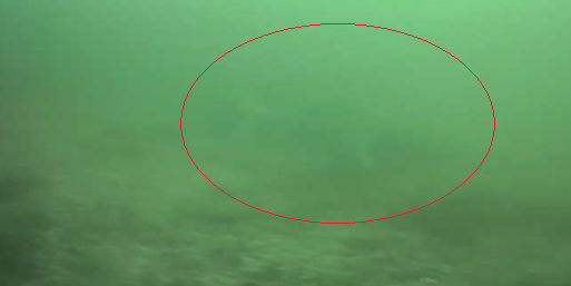 八景島対岸 ヘリポート横 釣り 水中映像