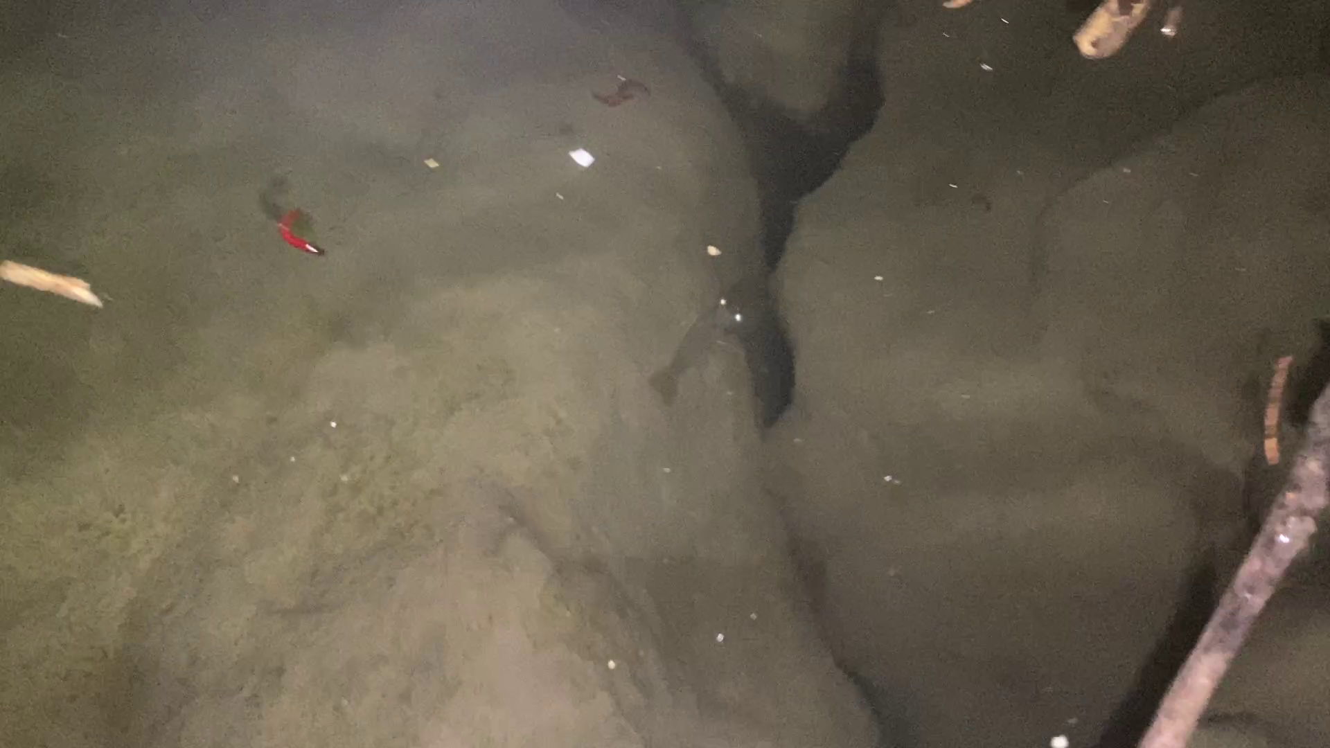 旧江戸川 釣り 東部交通公園前護岸 水中映像