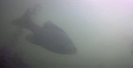 バス釣り　弁慶堀