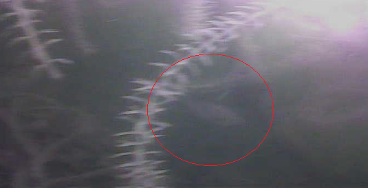 バス釣り　弁慶堀