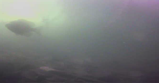 バス釣り　弁慶堀