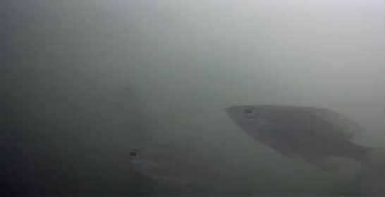 バス釣り　弁慶堀