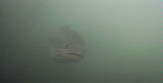 バス釣り　弁慶堀