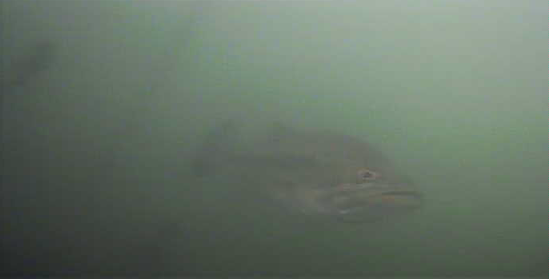 バス釣り　弁慶堀