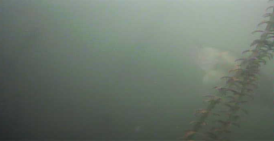 バス釣り　弁慶堀