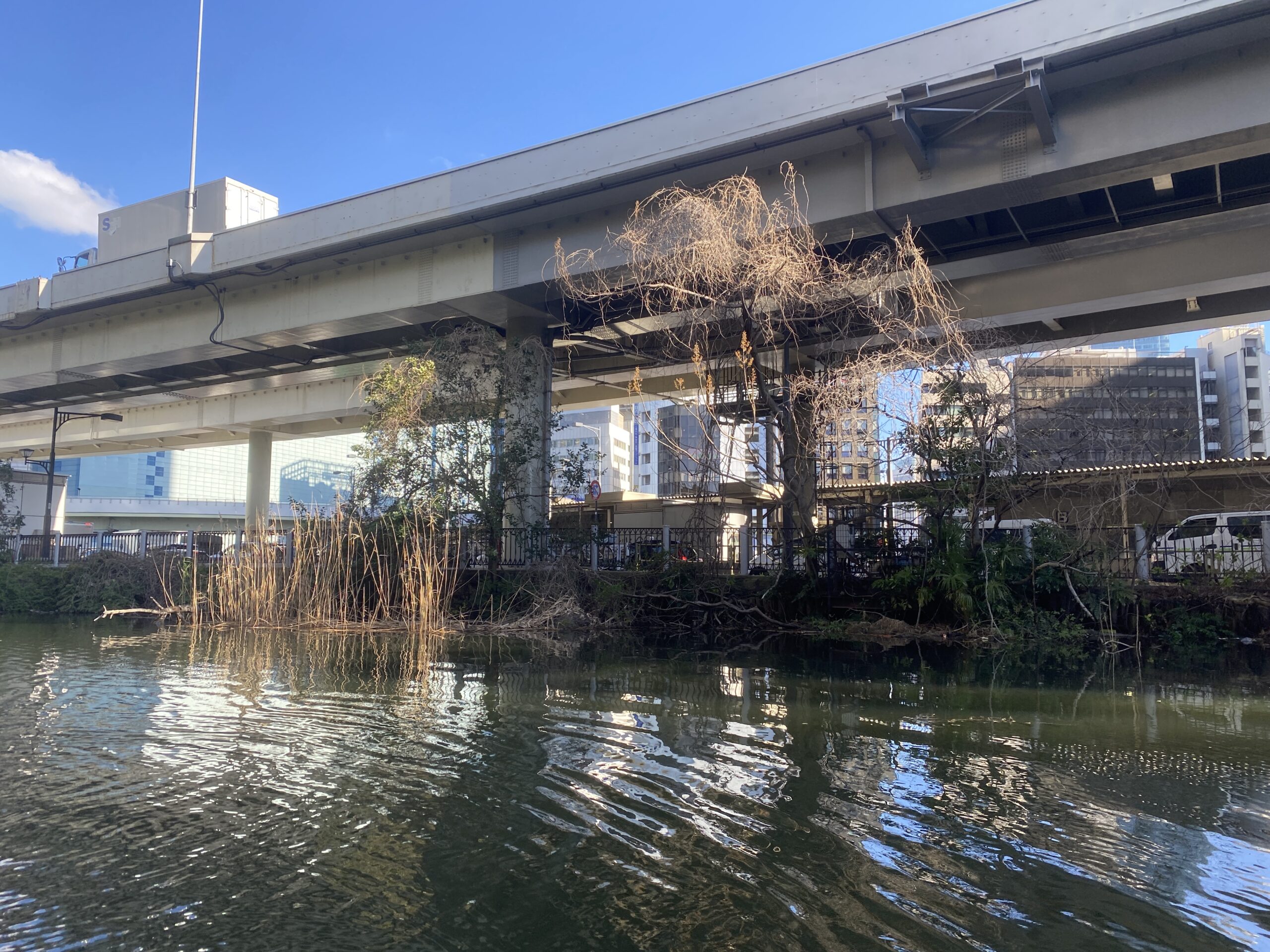 バス釣り　弁天堀