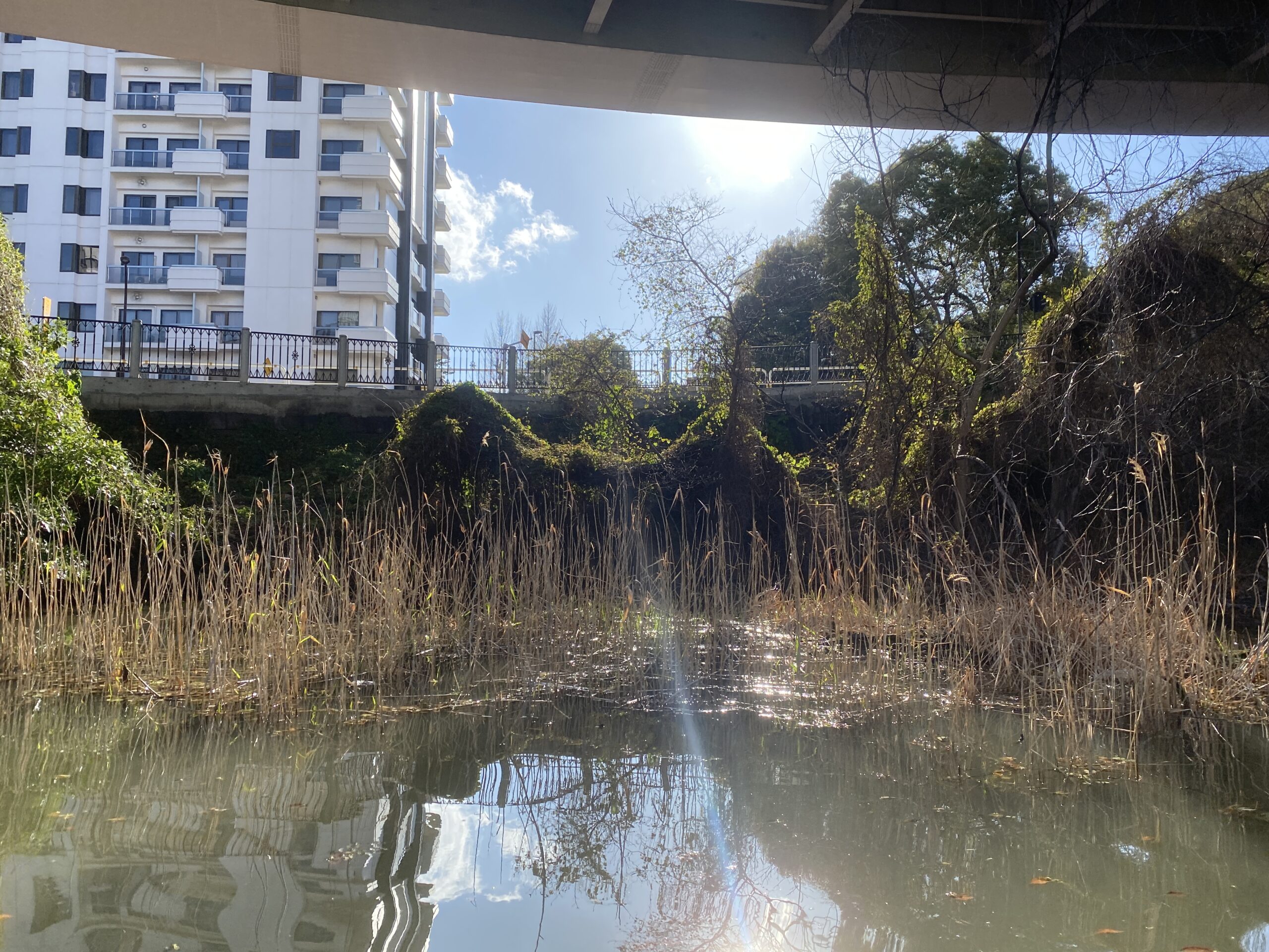バス釣り　弁天堀