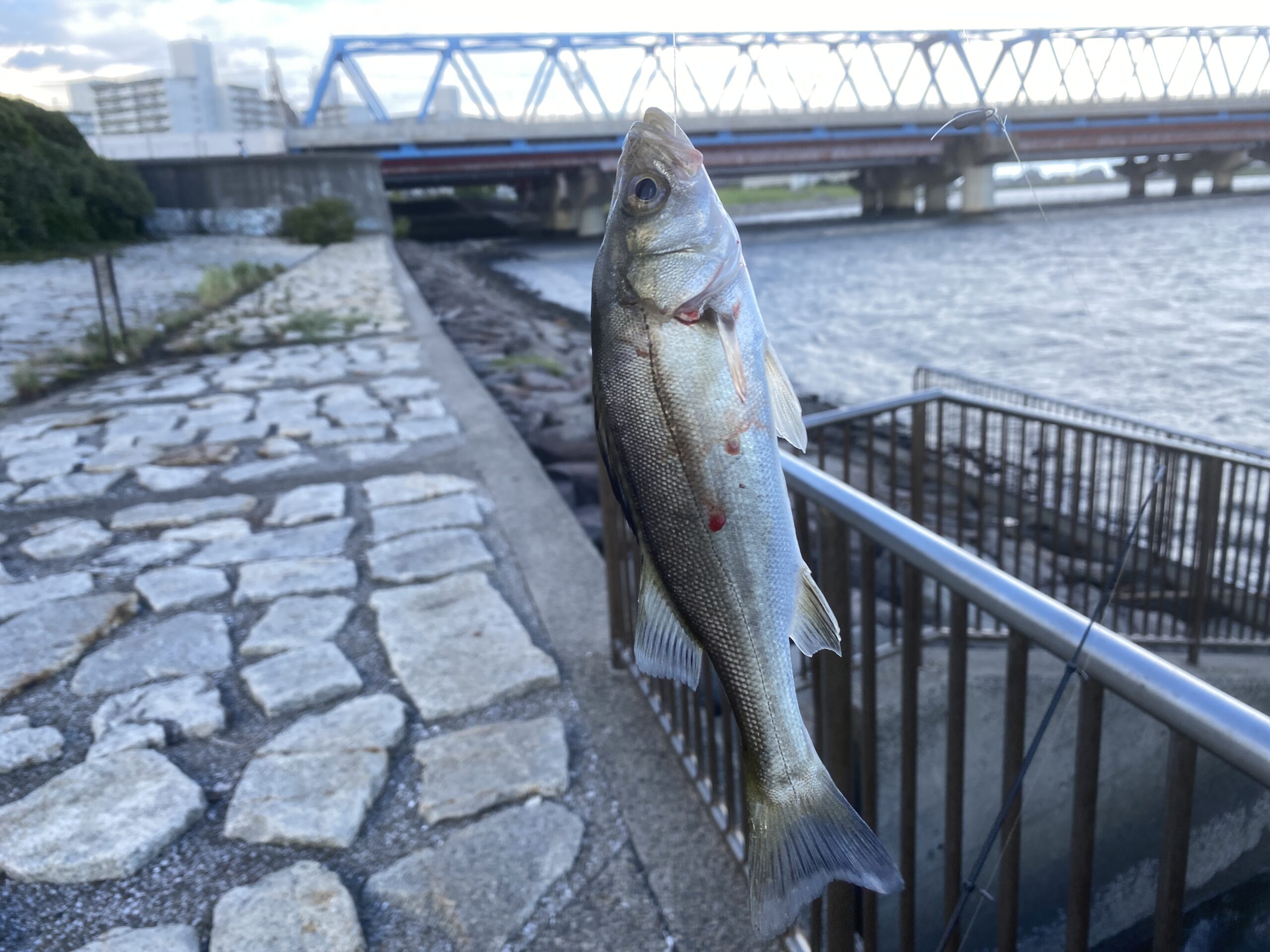旧江戸川河口　葛西臨海公園東橋休憩所　釣り