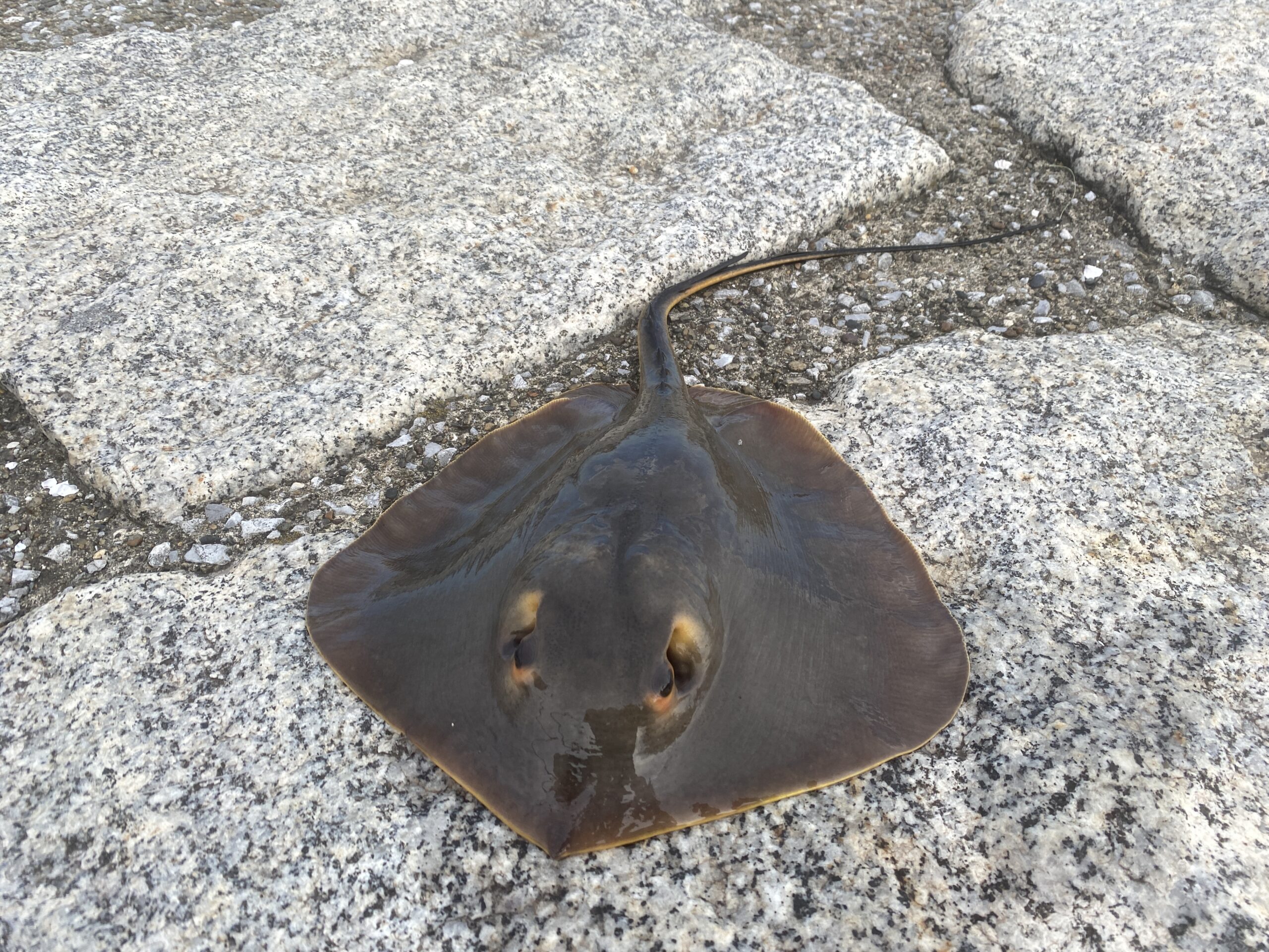 旧江戸川河口　葛西臨海公園東橋休憩所　釣り