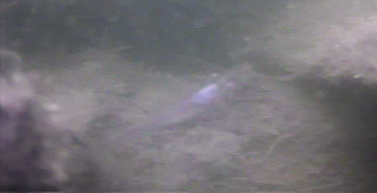 亀戸中央公園　釣り　水中映像