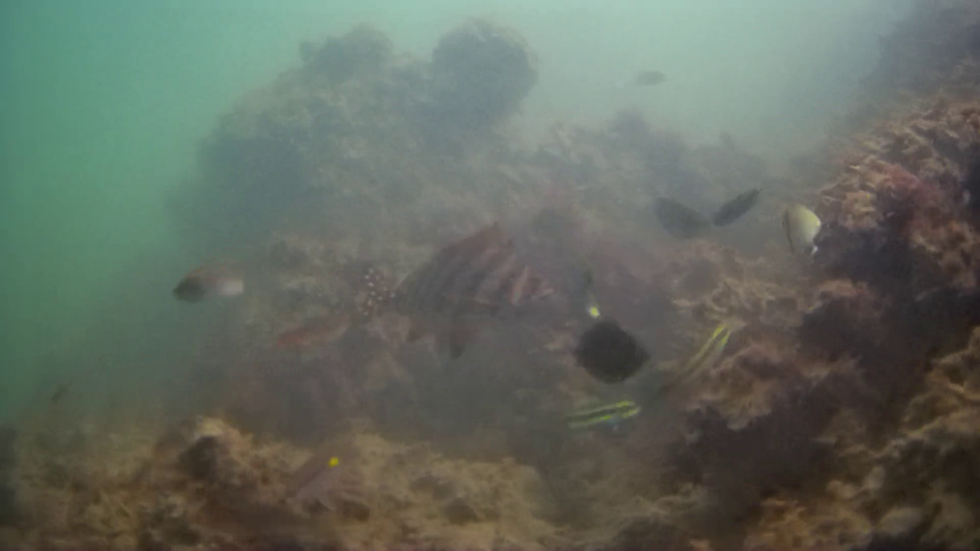 南房総の漁港　境港　釣り　水中映像