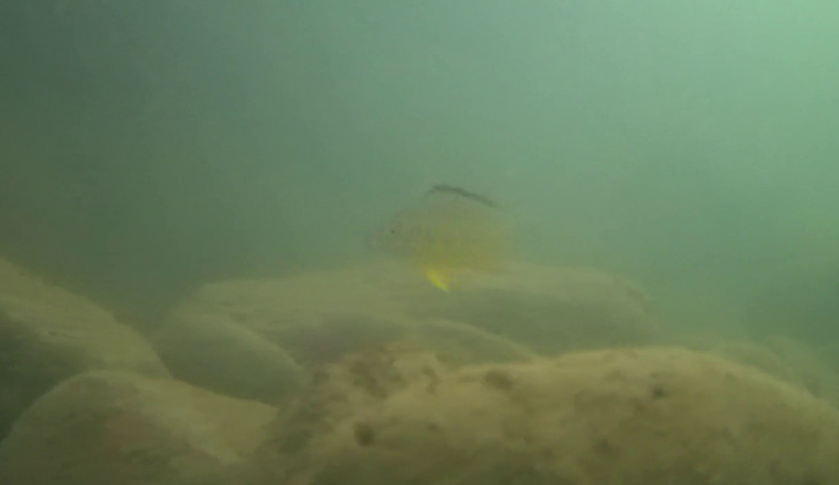 忽戸港　釣り　水中映像