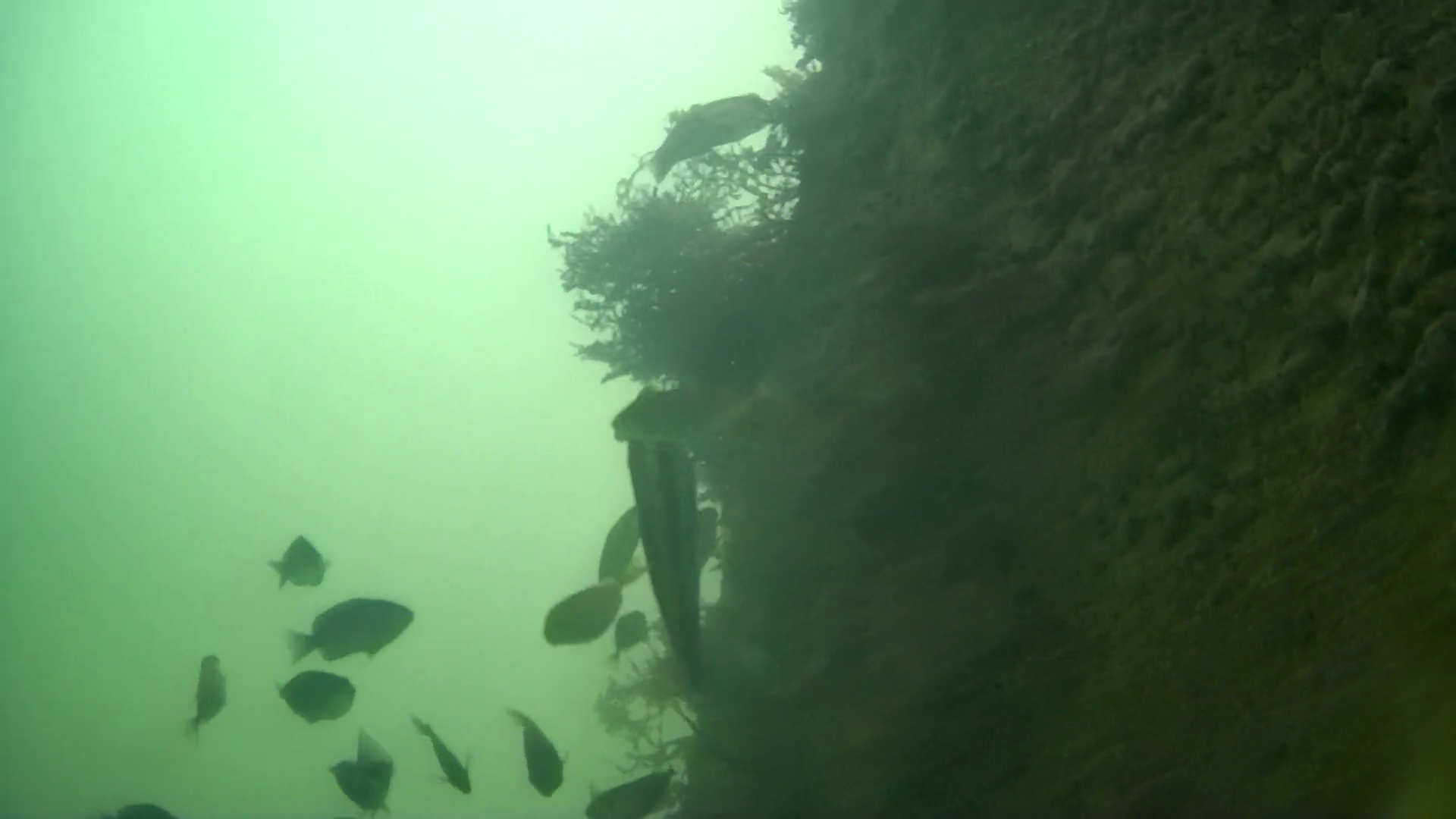 忽戸港　釣り　水中映像