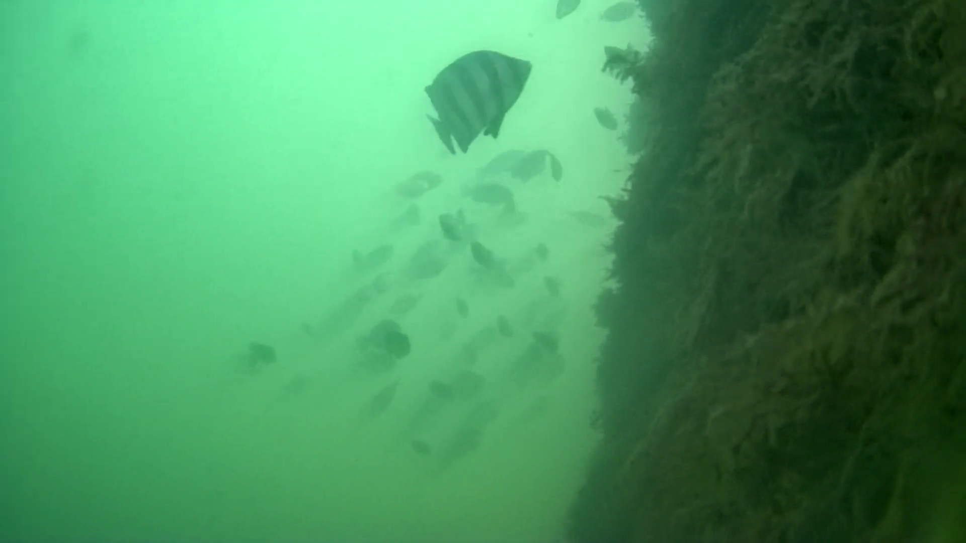 忽戸港　釣り　水中映像