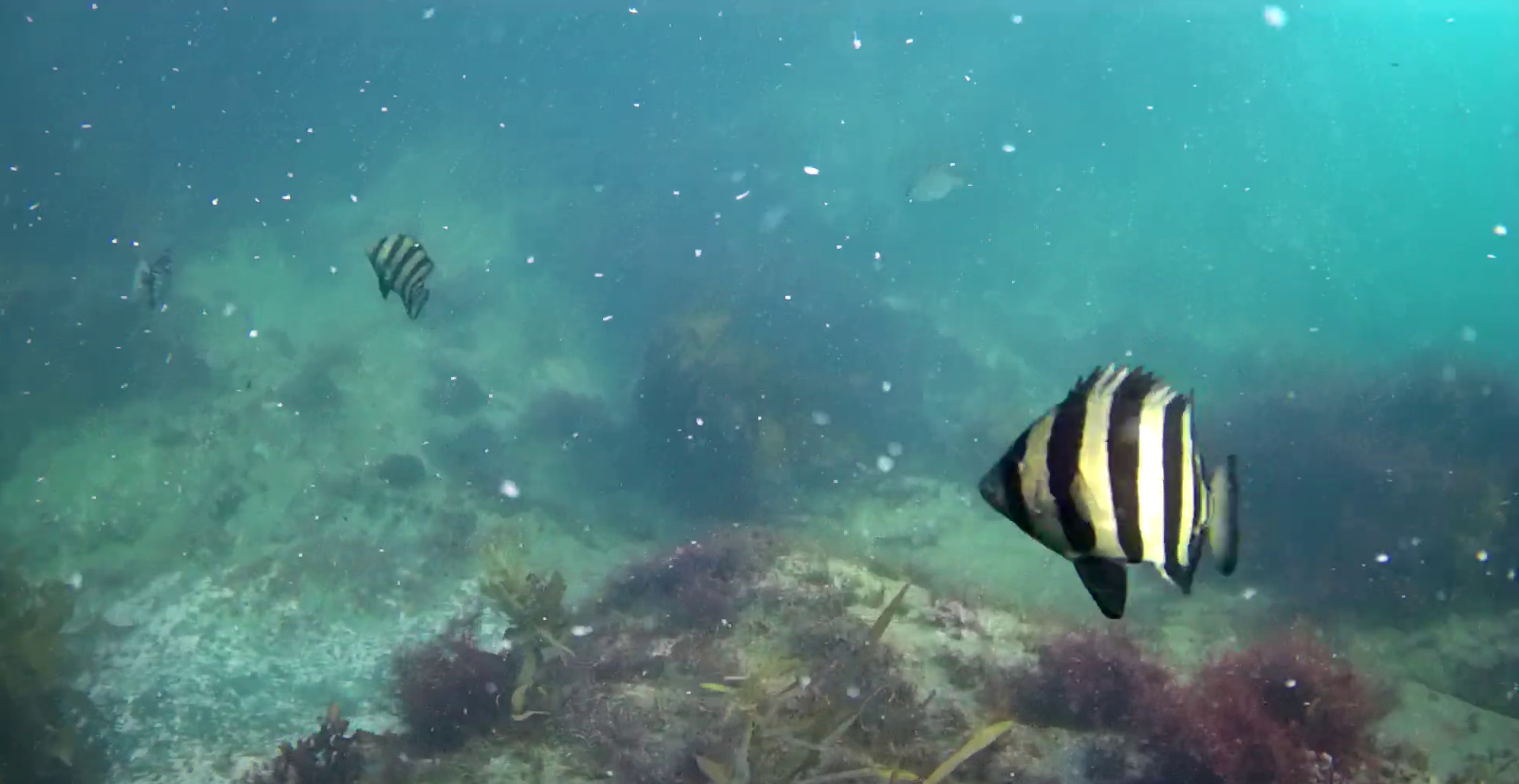 南房総　野島崎　渚弁財天下の磯